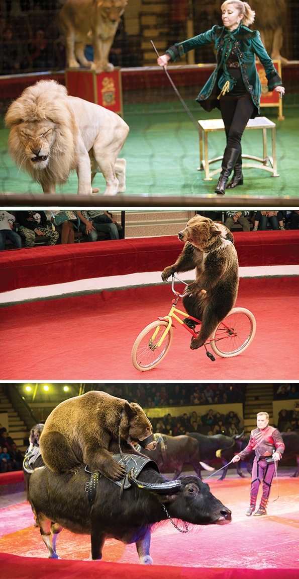 Is dressage unfair to the horse? Is whipping a horse abuse? Changing opinions on animal cruelty, horse welfare in sport, updated horse welfare policies, equestrian pentathlon controversy, drawing new guidelines for horse welfare and safety