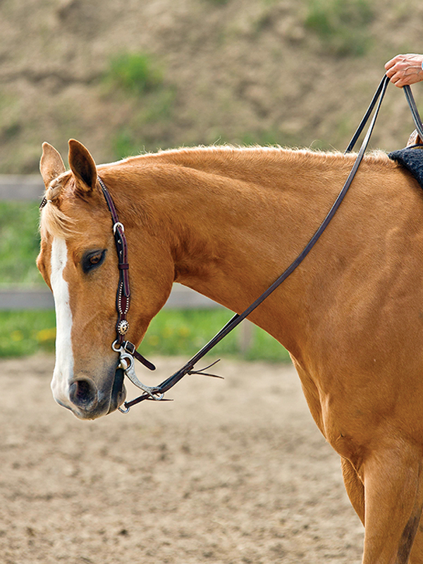 neck reining, what is equine neck reining?, understanding horse neck reining, what bit for my horse?, what are curb bits for horses? Lindsay Grice, what are leverage bits for horses?, understanding horse bits, how to adjust horse reins, Western riding neck reining tips