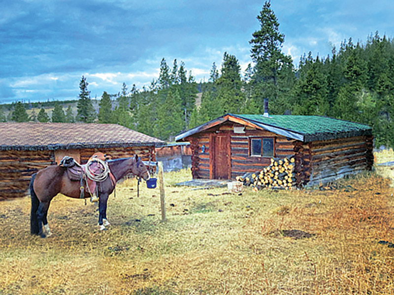 dogs and horses, cowboys in canada, gang ranch cowboys, herding cattle careers canada, riding horses career canada, cowboy careers canada, feedlot careers canada, douglas lake ranch, mantracker, bar u ranch