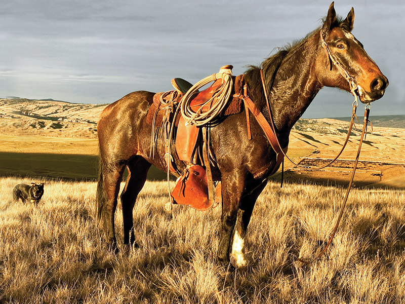 dogs and horses, cowboys in canada, gang ranch cowboys, herding cattle careers canada, riding horses career canada, cowboy careers canada, feedlot careers canada, douglas lake ranch, mantracker, bar u ranch