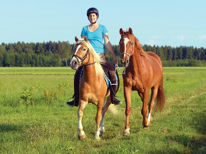 Shorten the duration of time spent lunging by ponying the non-ridden horse for 20 minutes, mostly in straight lines, before lunging for 10 minutes. Photo: Alamy/Manfred Grebler
