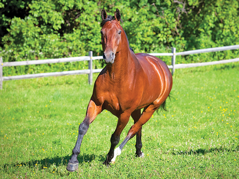 proprioception for horse riders, understanding proprioception in horses, equine proprioceptive senses, preventing horse rider injury by improving proprioceptive awareness, Alexa Linton, equine sports therapy     