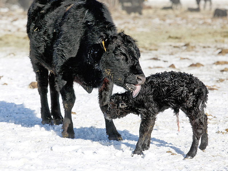 dogs and horses, cowboys in canada, gang ranch cowboys, herding cattle careers canada, riding horses career canada, cowboy careers canada, feedlot careers canada, douglas lake ranch, mantracker, bar u ranch