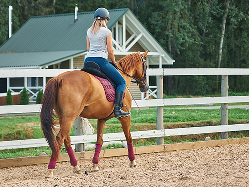 walking workouts horse, jec ballou horse fitness, keeping horse fit, groundwork horse, conditioning exercises horse, equine therapeutic exercises horse