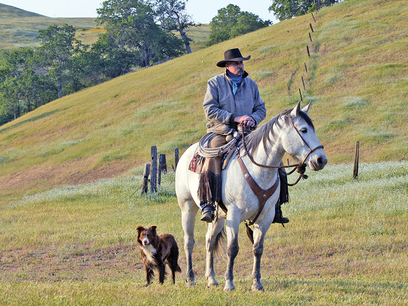 dogs and horses, cowboys in canada, gang ranch cowboys, herding cattle careers canada, riding horses career canada, cowboy careers canada, feedlot careers canada, douglas lake ranch, mantracker, bar u ranch