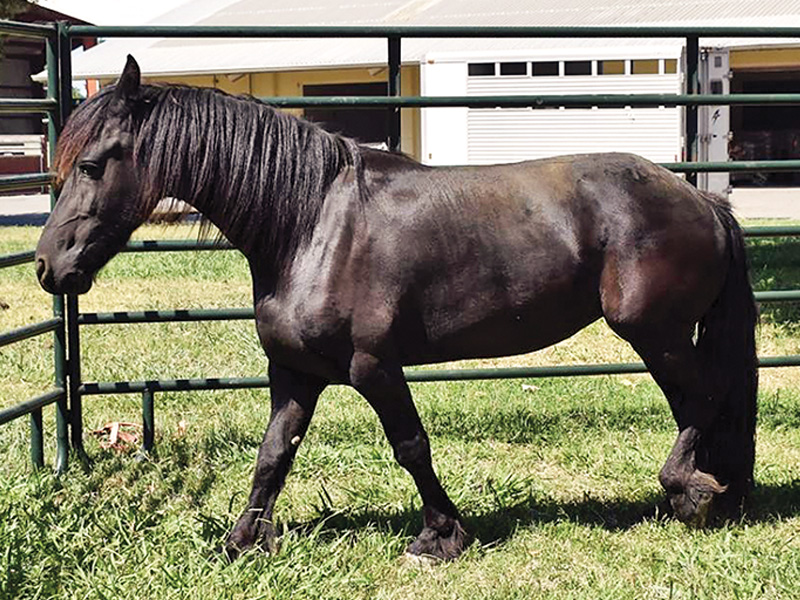 testing friesian horses genetic diseases, types of genetic diseases friesian