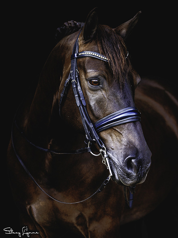 canadian horse breed, canada's national breed, chhaps, canadian horse heritage & preservation society, canadream farm, canada's national horse, trinity dressage