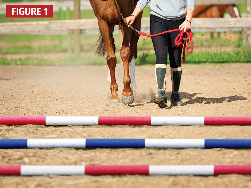 pole exercise while walking horse, Jec A. Ballou, ground poles for horses, horse pole exercises, equine conditioning Canada, groundwork for horses, ridden pole work, horse training Canada, equine fitness, horse rehabilitation exercises, improving horse balance, horse proprioception, pole work benefits horses, Canadian horse industry