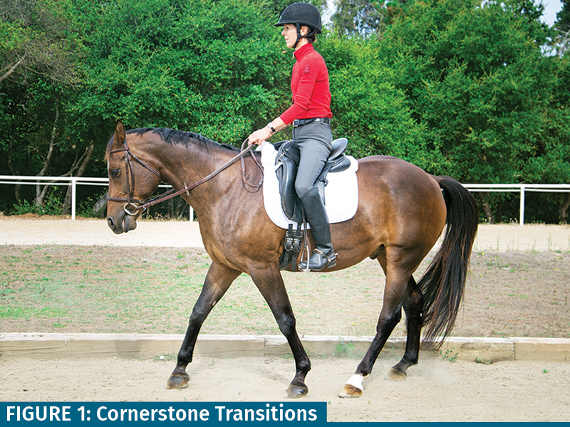 walking workouts horse, jec ballou horse fitness, keeping horse fit, groundwork horse, conditioning exercises horse, equine therapeutic exercises horse