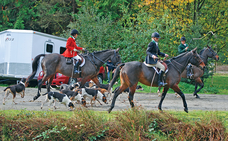 foxhunting canada, fraser valley fox hunt