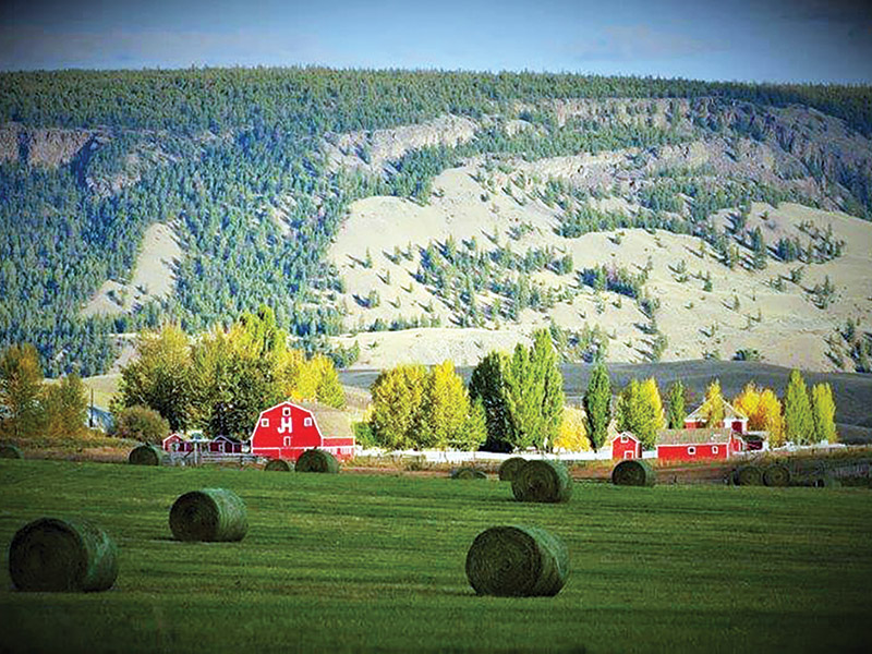 dogs and horses, cowboys in canada, gang ranch cowboys, herding cattle careers canada, riding horses career canada, cowboy careers canada, feedlot careers canada, douglas lake ranch, mantracker, bar u ranch