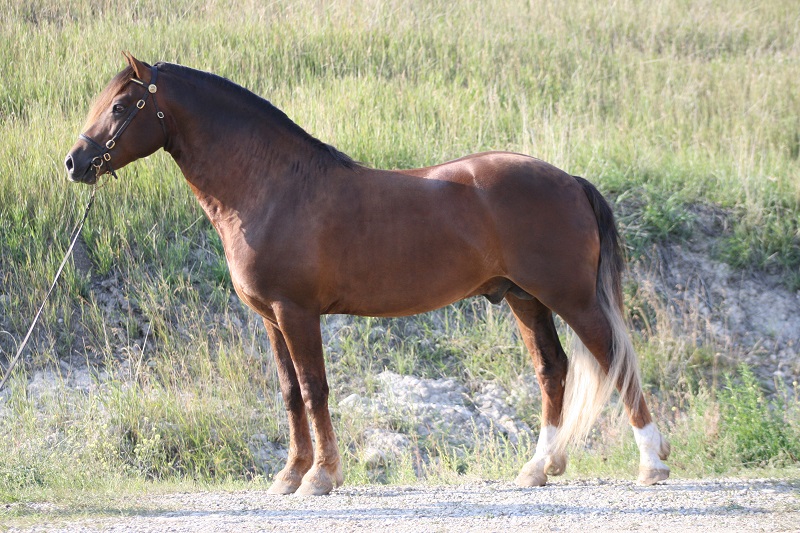 history of welsh pony and cob, welsh mountain pony, coyote run welsh, daventry farms alberta, section c welsh ponies and cob, howran hills farm welsh, connecting dreams farm