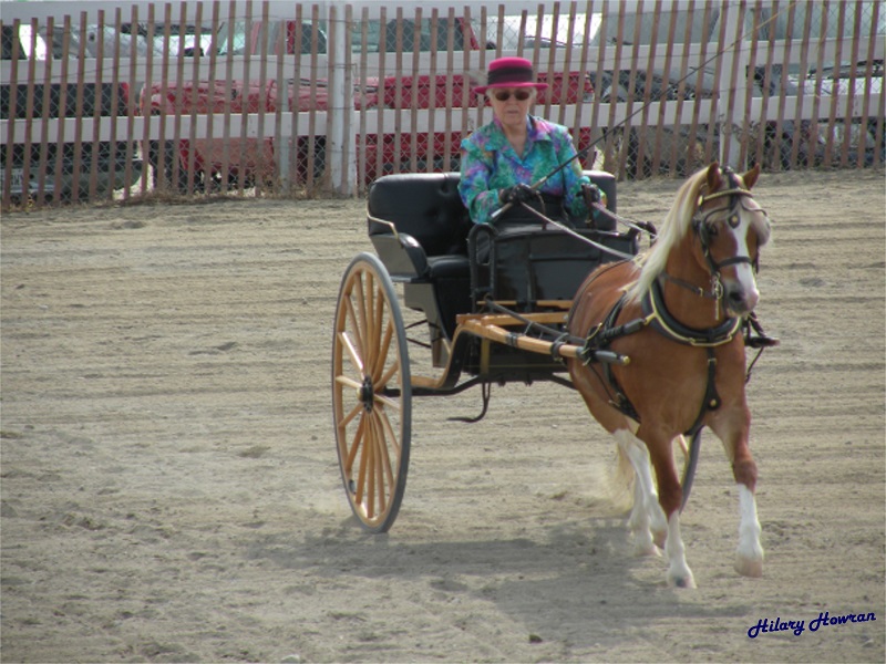 history of welsh pony and cob, welsh mountain pony, coyote run welsh, daventry farms alberta, section c welsh ponies and cob, howran hills farm welsh, connecting dreams farm