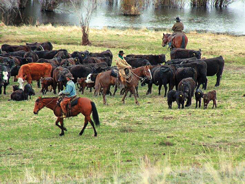 dogs and horses, cowboys in canada, gang ranch cowboys, herding cattle careers canada, riding horses career canada, cowboy careers canada, feedlot careers canada, douglas lake ranch, mantracker, bar u ranch