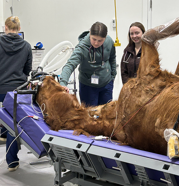 burwash equine services cochrane, spotlight on equine vet practice canada event 