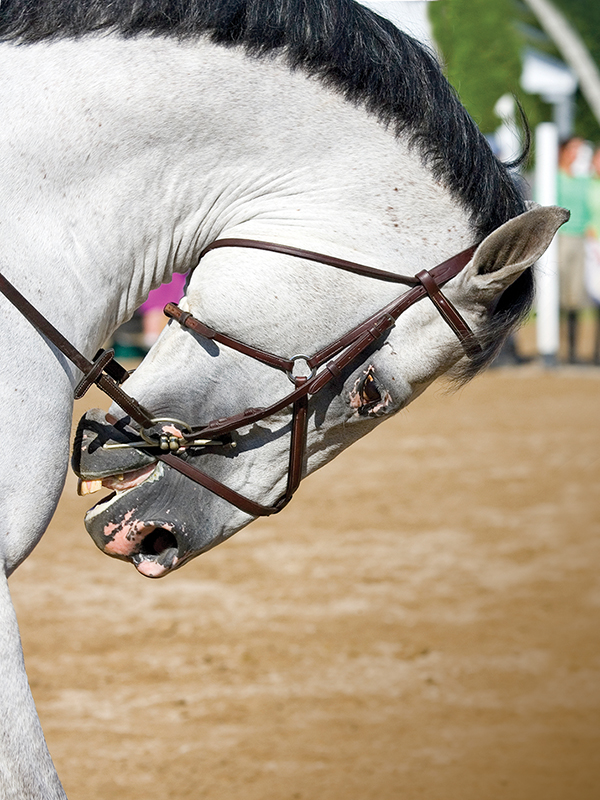 Is dressage unfair to the horse? Is whipping a horse abuse? Changing opinions on animal cruelty, horse welfare in sport, updated horse welfare policies, equestrian pentathlon controversy, drawing new guidelines for horse welfare and safety
