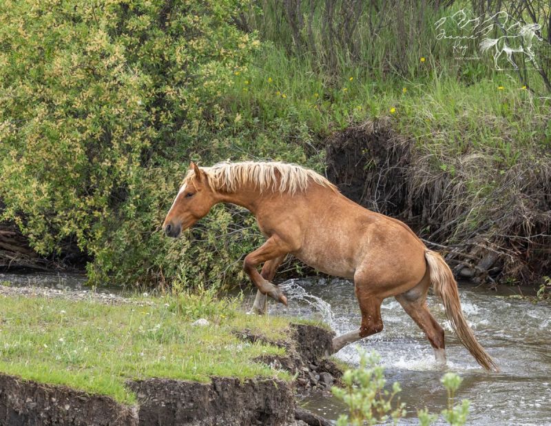 alberta's wild horses, wild horses alberta cull, horses in alberta, feral horse management framework, alberta wildies society, haws, the wildie west podcast, wild horses of alberta whoas, alberta mountain horse