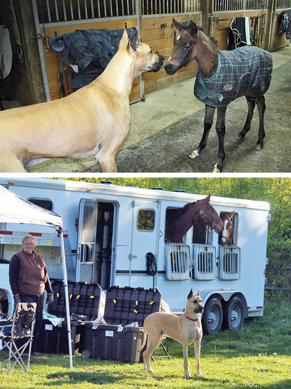 best types of barn dog, are great danes a good barn dog