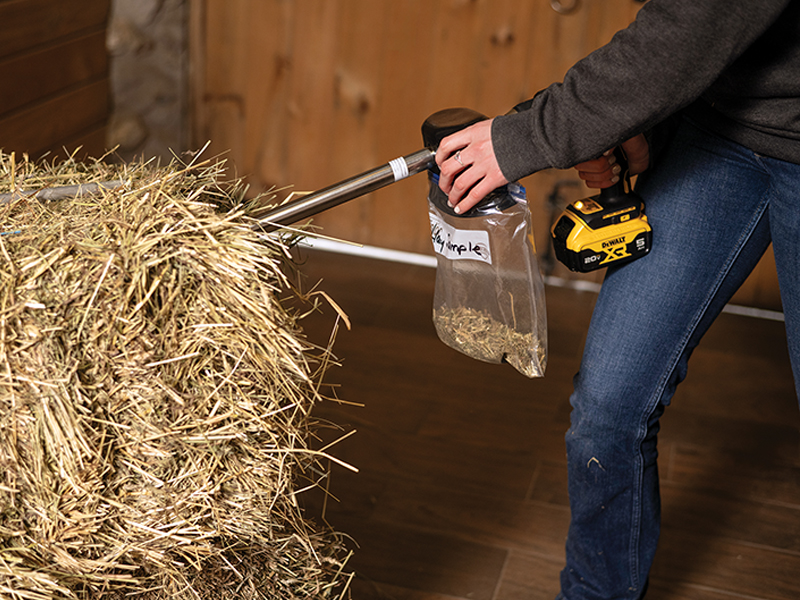 horse forage diet, equine forage-based diet, madeline boast, equine gastrointestinal GI anatomy, equine gi tract, gastric ulcer horses, how to take hay sample, analysing horse hay, nutrient requirements for horses, digestible energy horses, crude protein horses, sugar and horses