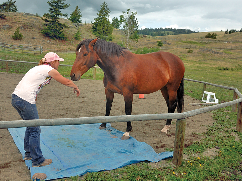 desensitizing horse, my horse is spooky, whole horse podcast, alexa linton, horse scared, how to disensitize horse, trauma horse, horse signals, freedom based horse training, emotional horsemanship, lockie phillips