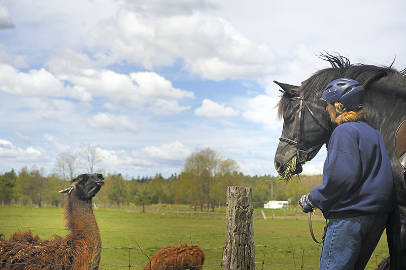 desensitizing horse, my horse is spooky, whole horse podcast, alexa linton, horse scared, how to disensitize horse, trauma horse, horse signals, freedom based horse training, emotional horsemanship, lockie phillips