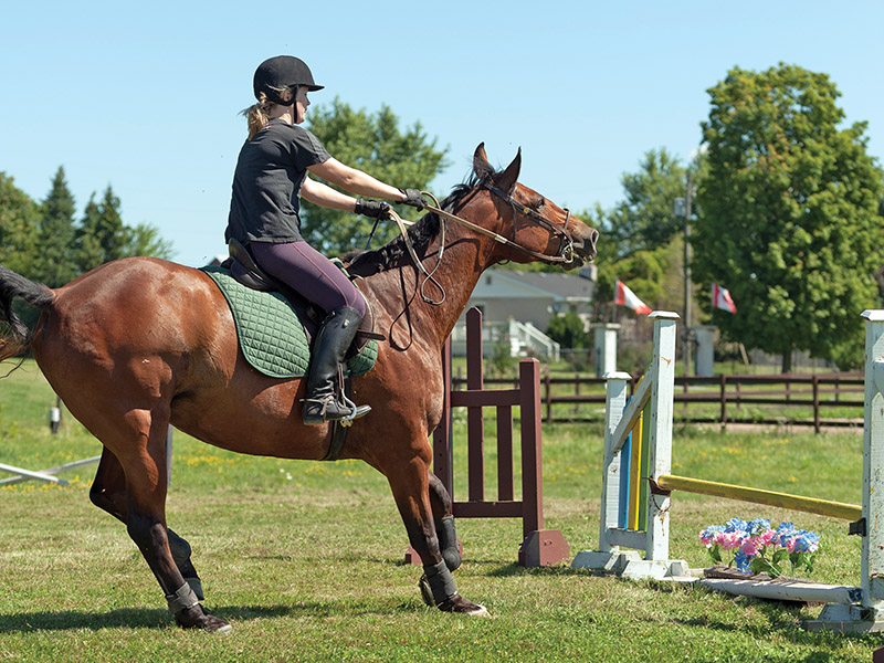 horse refusing a jump