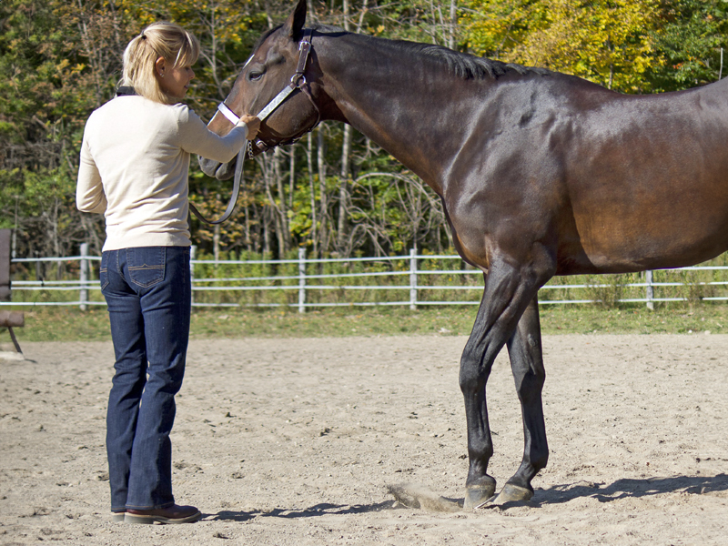 Horse showmanship skills, off-season horse training, best practices for working on horse showmanship skills, horse showmanship fundamentals, practical benefits of horse showmanship, horse showmanship training, how to read your horse's body language, Lindsay Grice