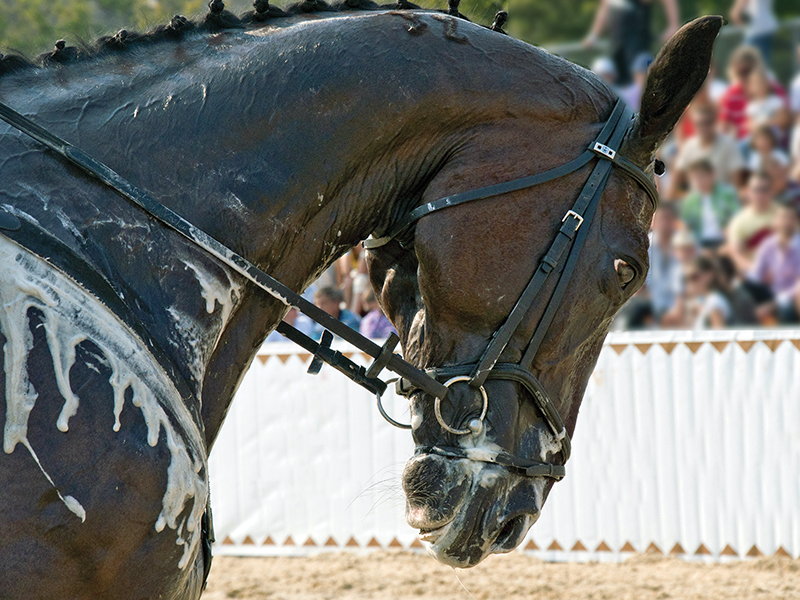 Is dressage unfair to the horse? Is whipping a horse abuse? Changing opinions on animal cruelty, horse welfare in sport, updated horse welfare policies, equestrian pentathlon controversy, drawing new guidelines for horse welfare and safety