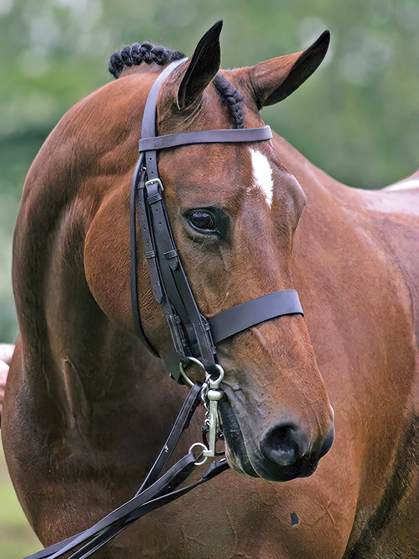 neck reining, what is equine neck reining?, understanding horse neck reining, what bit for my horse?, what are curb bits for horses? Lindsay Grice, what are leverage bits for horses?, understanding horse bits, how to adjust horse reins, Western riding neck reining tips