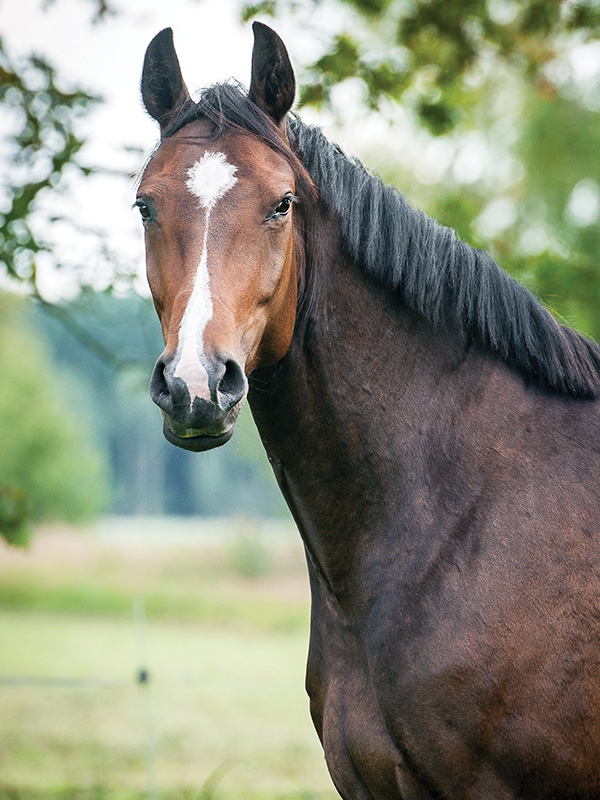 testing warmblood horses genetic diseases, types of genetic diseases warmbloods
