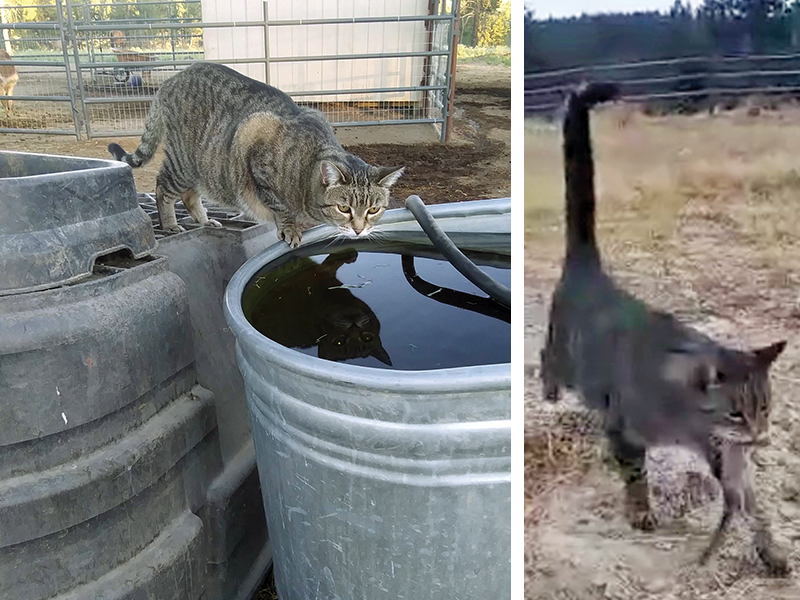 cats and horses, cats horse barn, how to take care barn cats, should i get a barn cat