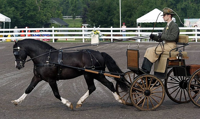 history of welsh pony and cob, welsh mountain pony, coyote run welsh, daventry farms alberta, section c welsh ponies and cob, howran hills farm welsh, connecting dreams farm