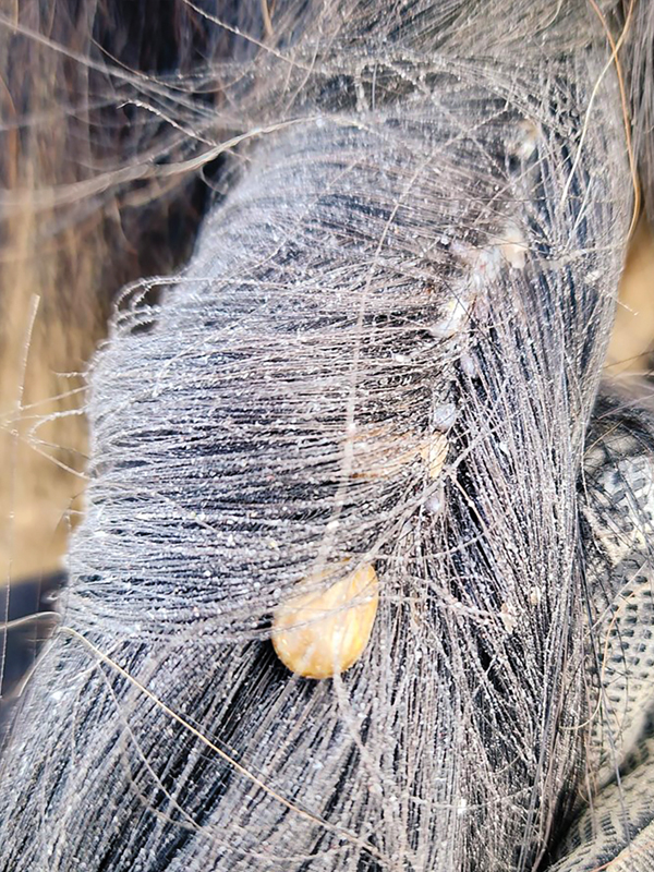 how to remove ticks, tick removal horses, preventing tick bits horses, best bug sprays horses, areas to avoid ticks canada, what do ticks look like on horse, grooming horse tick