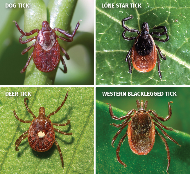 types of ticks, western blacklegged tick, deer tick, lone star tick, dog tick