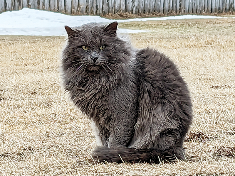 feral cat around barn, are cats good barn, cats for horse barn