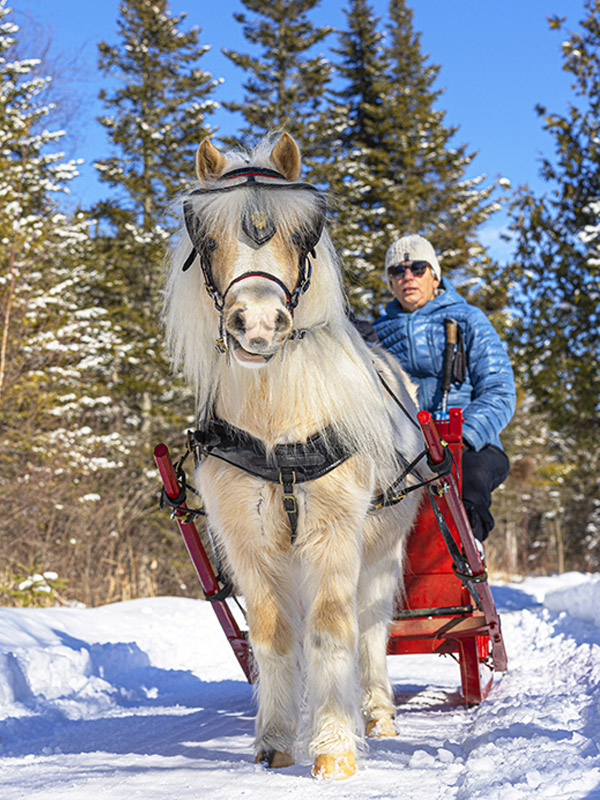 Miniature horse characteristics, multi-discipline miniature horses,  Miniature horses in the winter, Miniature horse does it all, can Miniature horses do dressage, people pleasing Miniature horses
