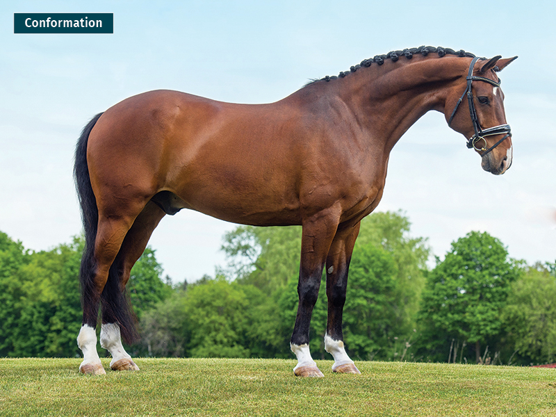 how to take a conformation photo of horse, make horse look good in photo, shawn hamilton