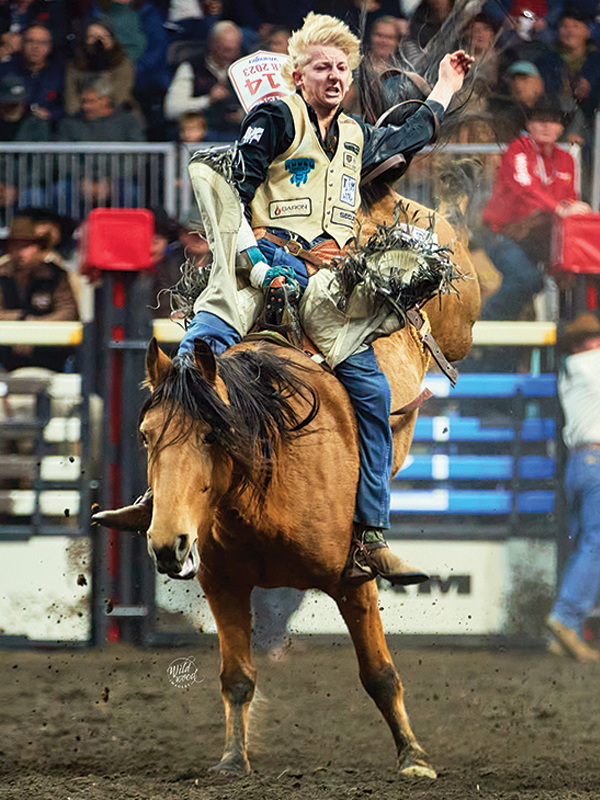 Bucking horses, rider on bucking horse, points for rode horses, Wildwood Imagery