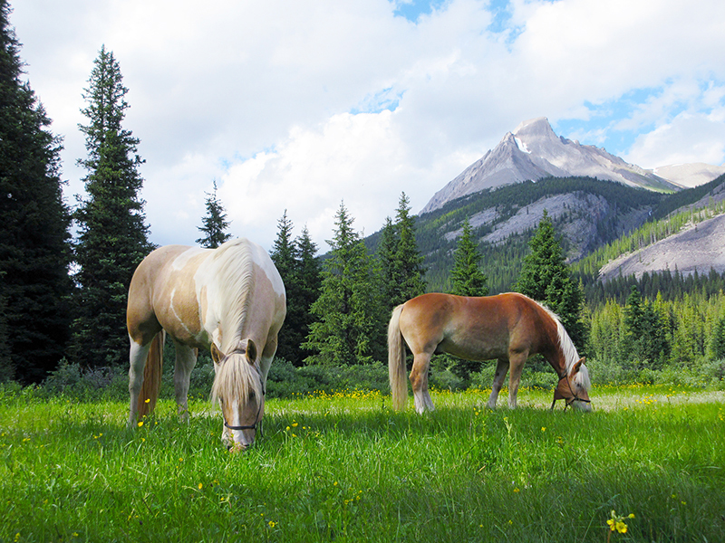 camping with horses canada, horseback riding canada, riding horses in banff national park, riding horses rocky mountains, horseback riding western canada, mount assiniboine provincial park, tania millen