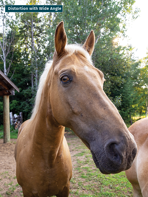 , take best horse photos, how to take a conformation photo of horse, make horse look good in photo, shawn hamilton