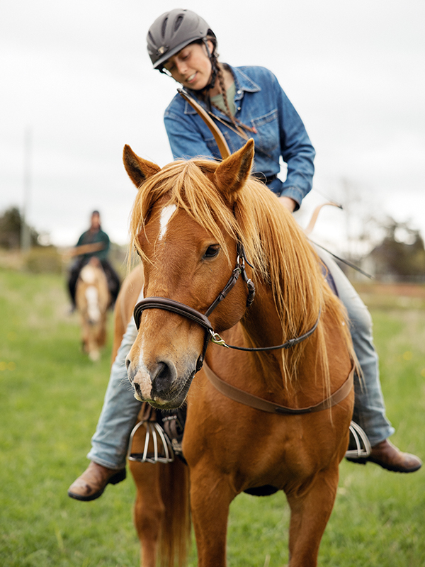 canadian horse breed, canada's national breed, chhaps, canadian horse heritage & preservation society, canada's national horse, canadian horse le cheval canadien, mounted archery canadian horses