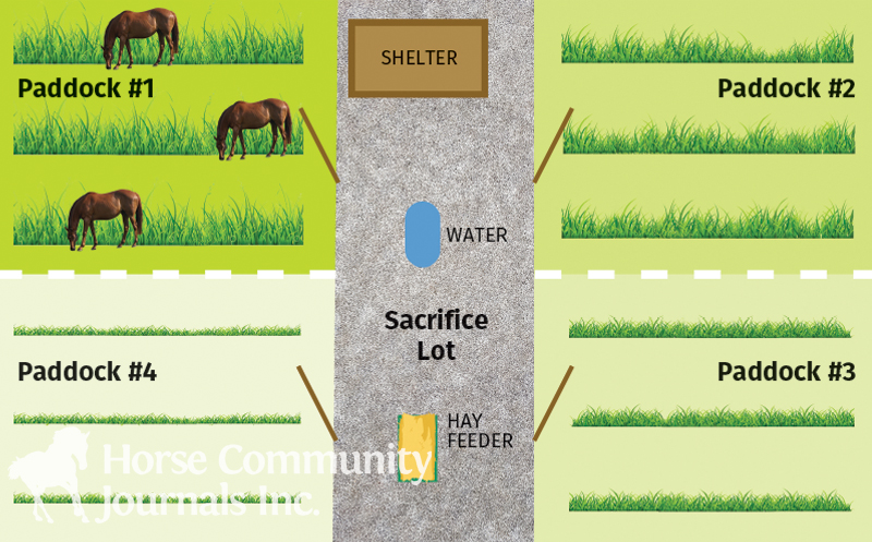 penn state extension equine team, rotational grazing horses, managing horse pastures, sacrifice lot horse grazing
