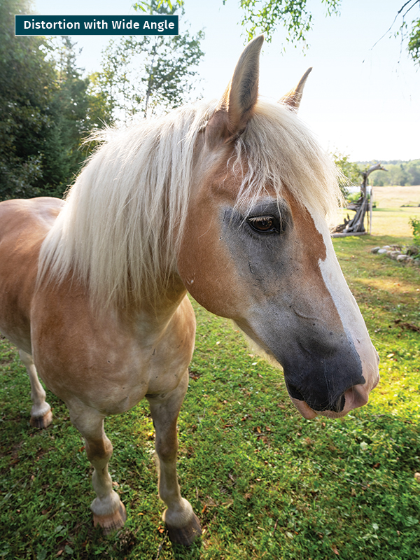 , take best horse photos, how to take a conformation photo of horse, make horse look good in photo, shawn hamilton