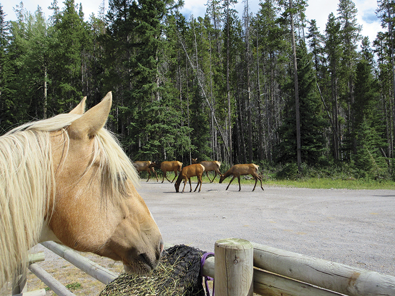 camping with horses canada, horseback riding canada, riding horses in banff national park, riding horses rocky mountains, horseback riding western canada, mount assiniboine provincial park, tania millen