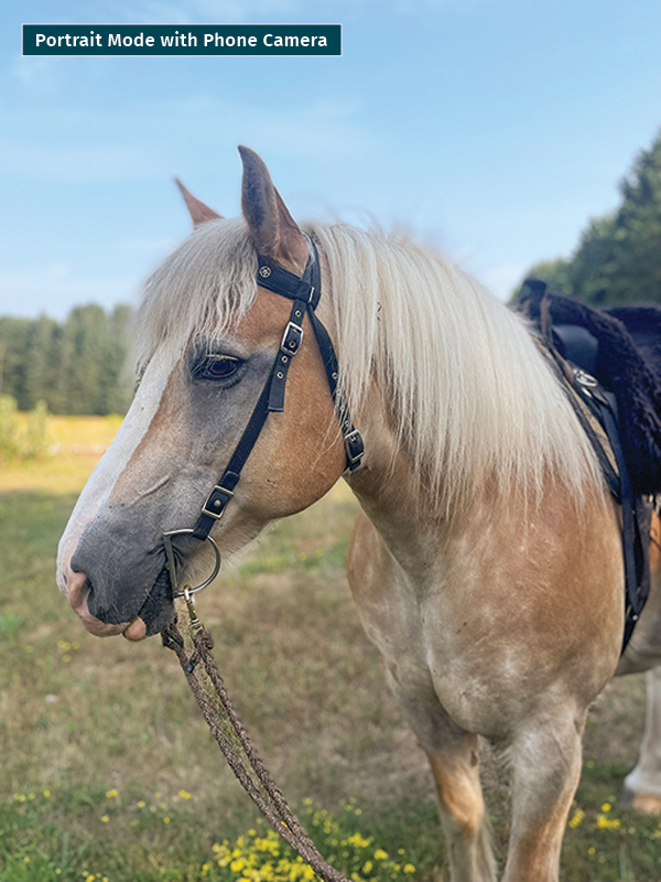 take photos horses portrait mode, , take best horse photos, how to take a conformation photo of horse, make horse look good in photo, shawn hamilton