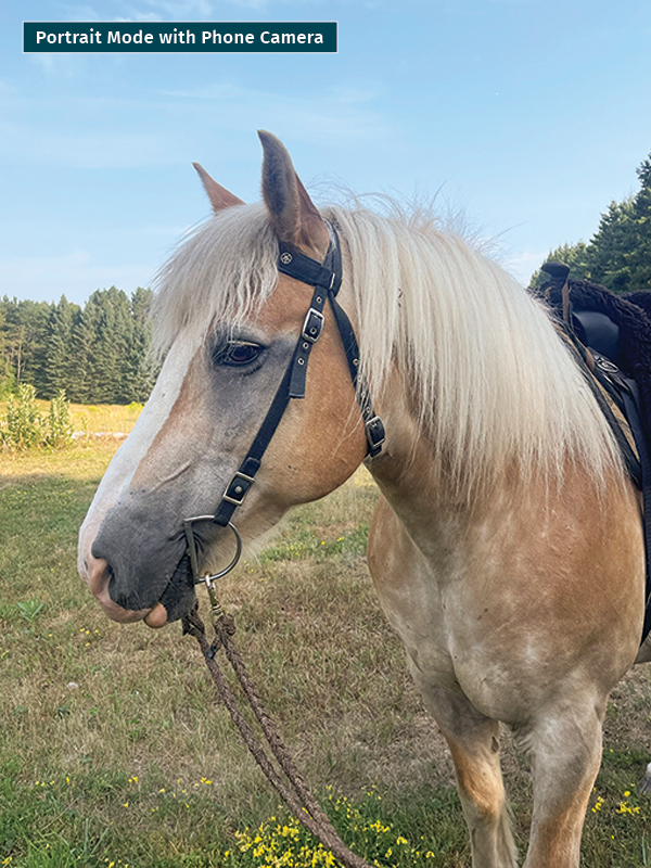 photo of horse using phone, take best horse photos, how to take a conformation photo of horse, make horse look good in photo, shawn hamilton