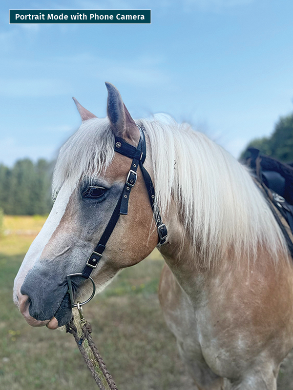 photo of horse using phone, take best horse photos, how to take a conformation photo of horse, make horse look good in photo, shawn hamilton