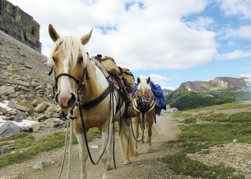 camping with horses canada, horseback riding canada, riding horses in banff national park, riding horses rocky mountains, horseback riding western canada, mount assiniboine provincial park, tania millen