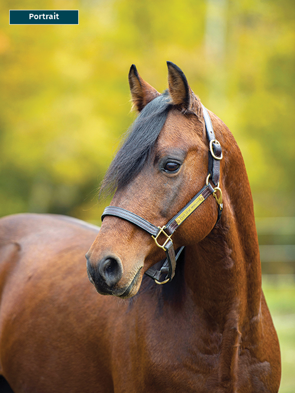 photo of horse using phone, take best horse photos, how to take a conformation photo of horse, make horse look good in photo, shawn hamilton