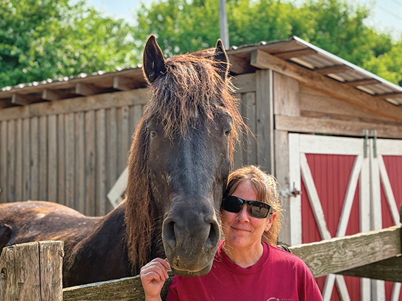 horse rescues quebec, a horse tale rescue quebec, caroline handy a horse tale, aht in quebec, horse sanctuaries in quebec